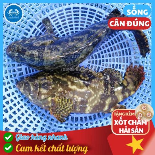 Cá Mú Đen Nghệ, Mú Biển Giao Sống HCM