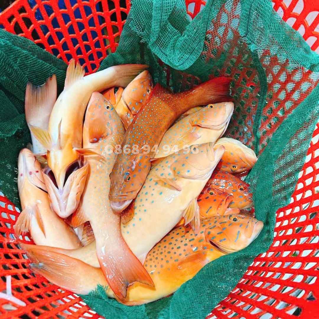 ca-mu-do-tu-nhien-bien-size-500g-800g ca-mu-do-tu-nhien-bien-size-500g-800g