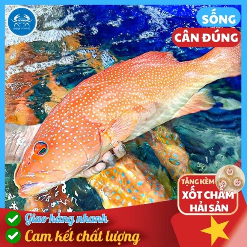 Cá Mú Đỏ Sống 500gr-800gr/con ăn sashimi