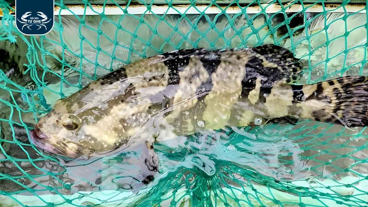 ca-mu-mon-an-dinh-duong-giau-dam ca-mu-mon-an-dinh-duong-giau-dam