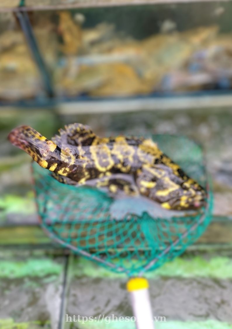 ca-mu-phu-quoc ca-mu-phu-quoc