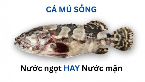 Cá mú là cá nước ngọt hay nước mặn?