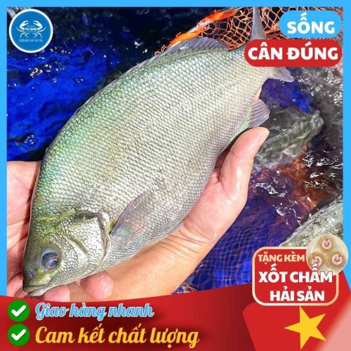 Cá Mú Úc, Cá Mú Nước Ngọt Sống