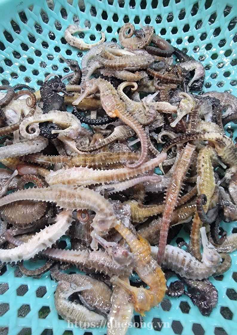 ca-ngu-bien-phu-quoc-uy-tin ca-ngu-bien-phu-quoc-uy-tin