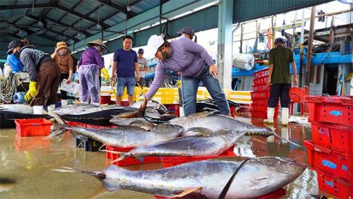 Cá Ngừ Câu Vàng Là Gì?