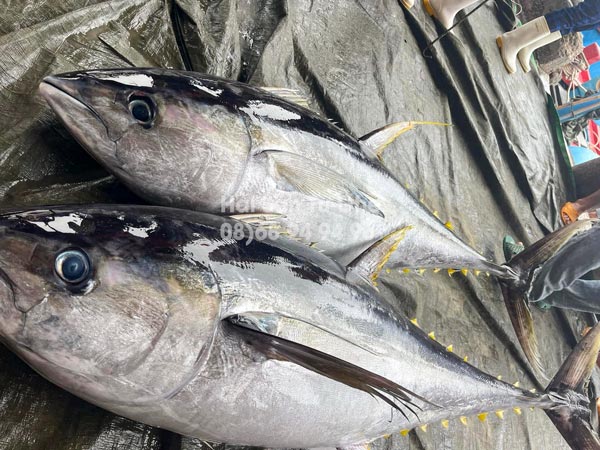 ca-ngu-dai-duong-binh-dinh-hom-nay