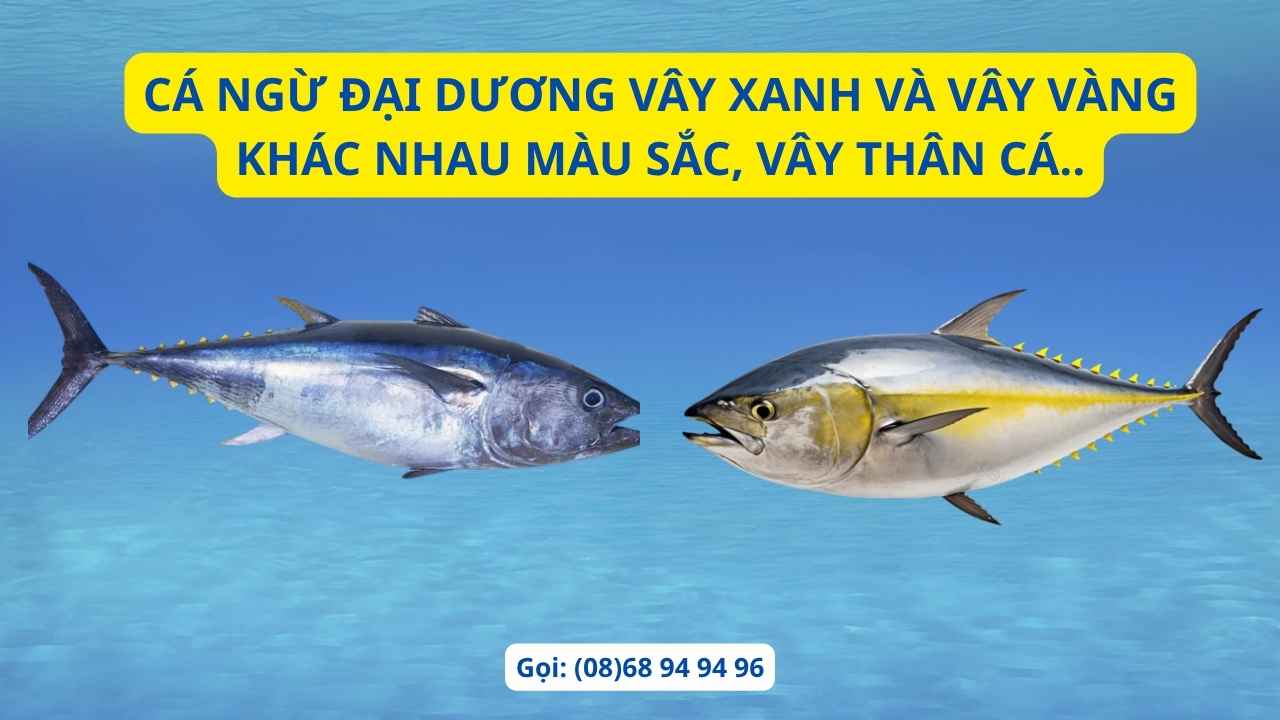 ca-ngu-dai-duong-hom-nay-gia-tot ca-ngu-dai-duong-hom-nay-gia-tot