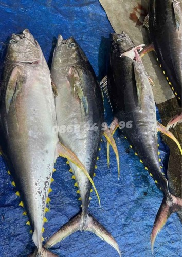Cá ngừ đại dương nguyên con 30KG +