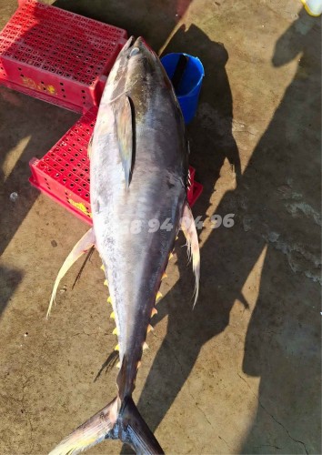 Cá ngừ đại dương nguyên con 40KG+