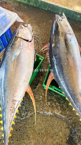 Cá Ngừ Đại Dương Nguyên Con Loại 1