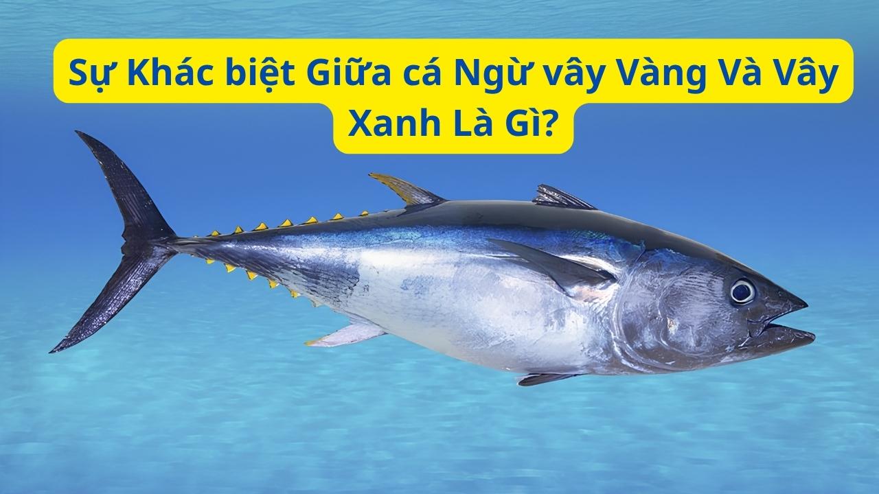 Sự Khác biệt Giữa cá Ngừ vây Vàng Và Vây Xanh Là Gì?