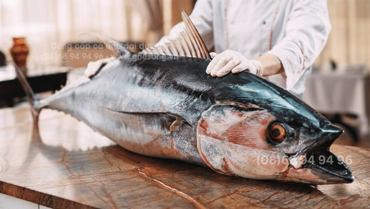 ca-ngu-dai-duong ca-ngu-dai-duong