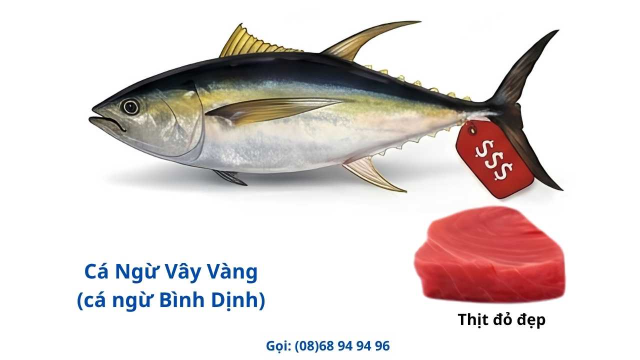 ca-ngu-vay-vang-la-gi-ngon-khong ca-ngu-vay-vang-la-gi-ngon-khong