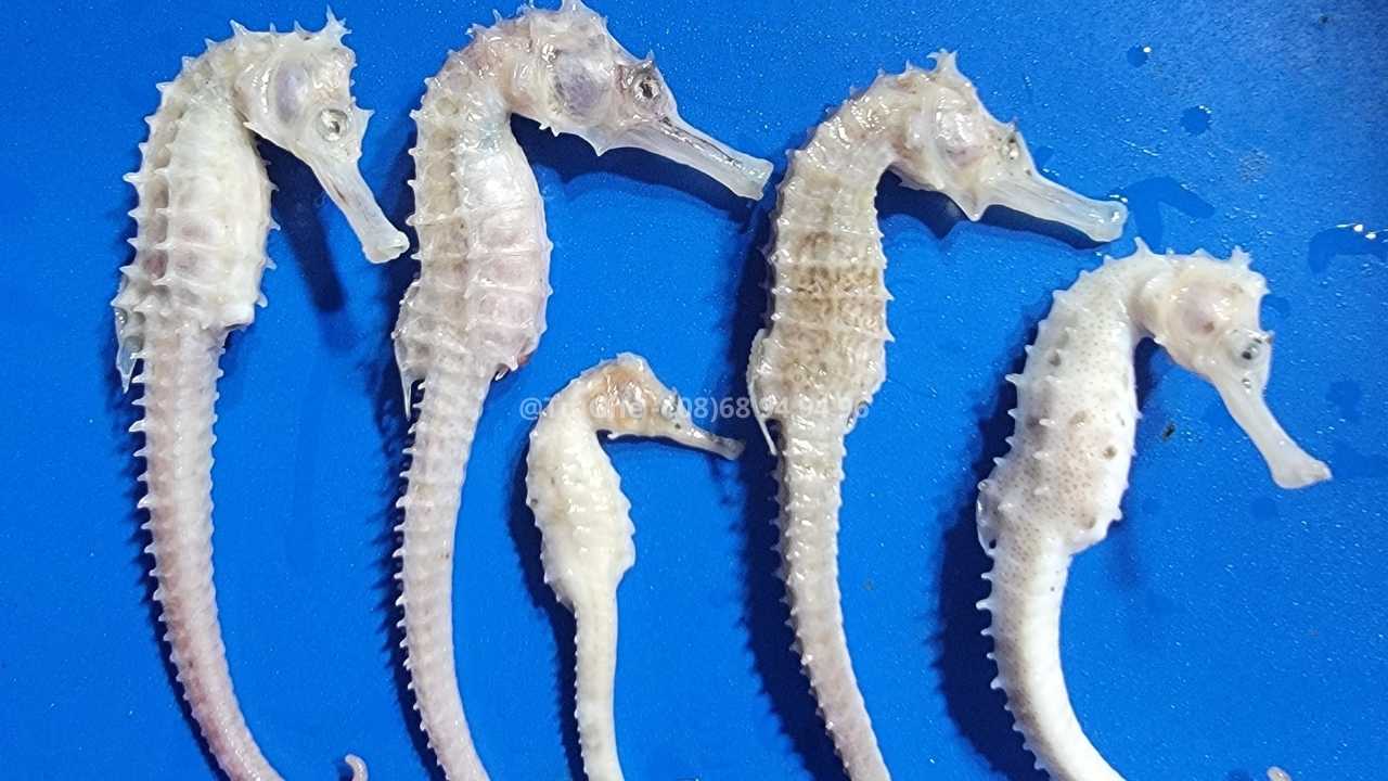 gia-ca-ngua-dai-duong