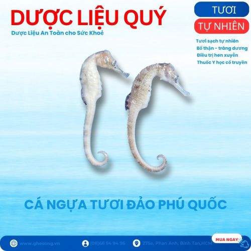 Cặp cá ngựa tươi tự nhiên size nhỏ