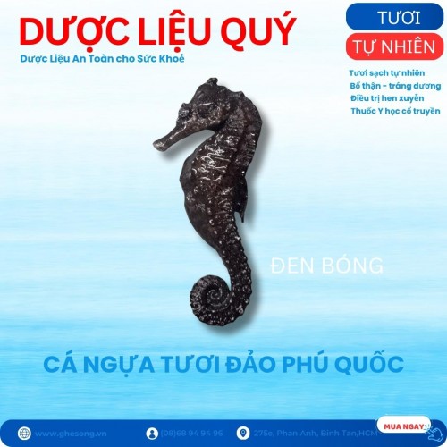 Cá ngựa tươi, đen bóng 1con, size vừa 8-11cm