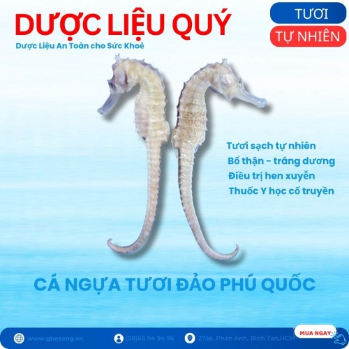 Cá Ngựa Tươi Phú Quốc, 1 cặp trung