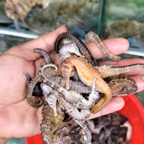 ca-ngua-tuoi-tai-da-lat ca-ngua-tuoi-tai-da-lat