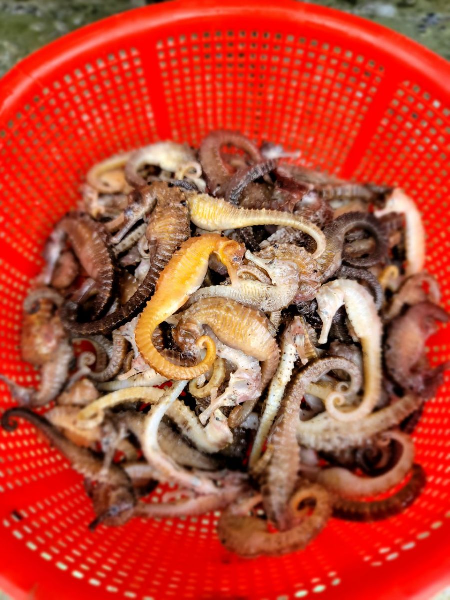 ca-ngua-tuoi-tại-ha-noi ca-ngua-tuoi-tại-ha-noi