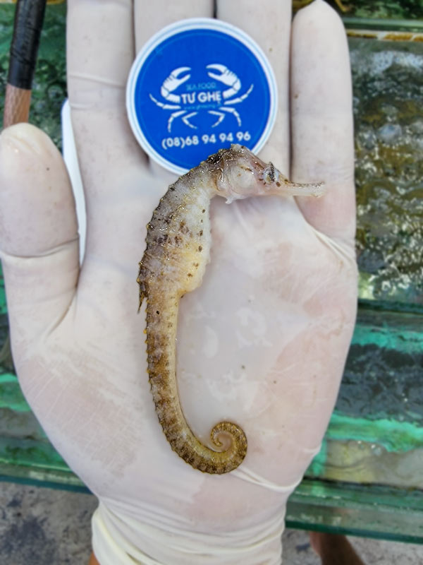 ca-ngựa-tươi-tự-nhiên