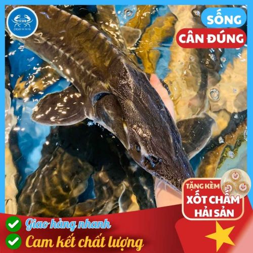Cá tầm sống size lớn Loại 1