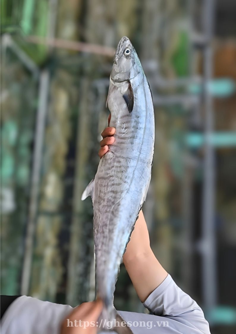 ca-thu-tuoi-sach-phan-thiet ca-thu-tuoi-sach-phan-thiet