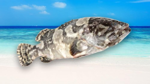 10 loại cá mú biển, Loại cá mú ngon nhất bao nhiêu 1KG ?