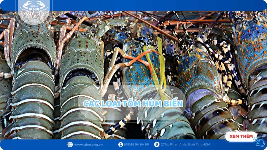 Giá các loại tôm hùm sống mua nhiều năm 2024