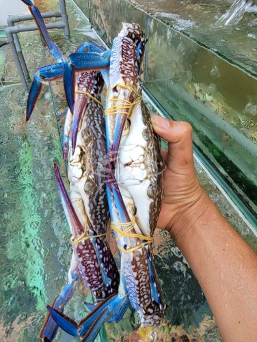 ĐỪNG MUA GHẸ nếu chưa biết cách nhận biết ghẹ ỐP thịt?