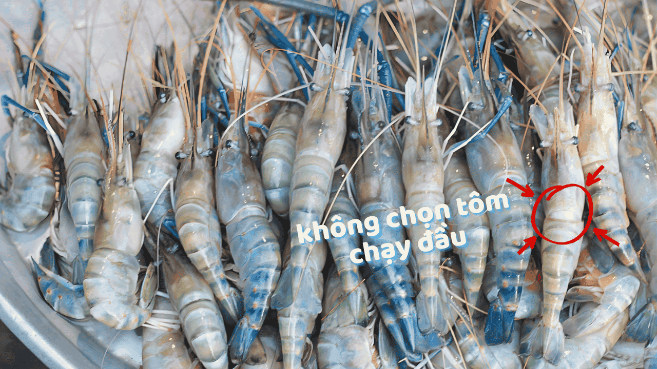 cach-chon-tom-cang-tuoi-song cach-chon-tom-cang-tuoi-song