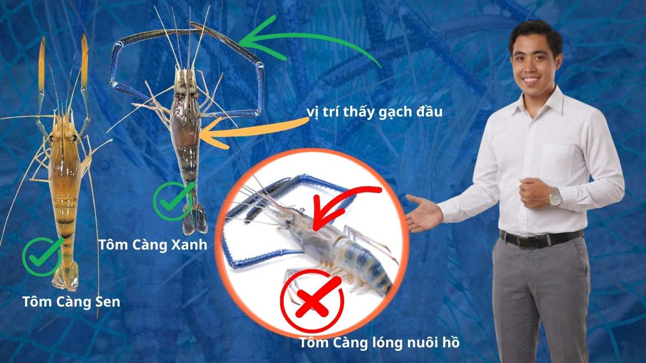 cach-chon-tom-cang-xanh-chuan