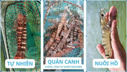 Tôm sú thiên nhiên vs Tôm nuôi công nghiệp: 5 điểm khác biệt chỉ dân trong nghề mới biết.