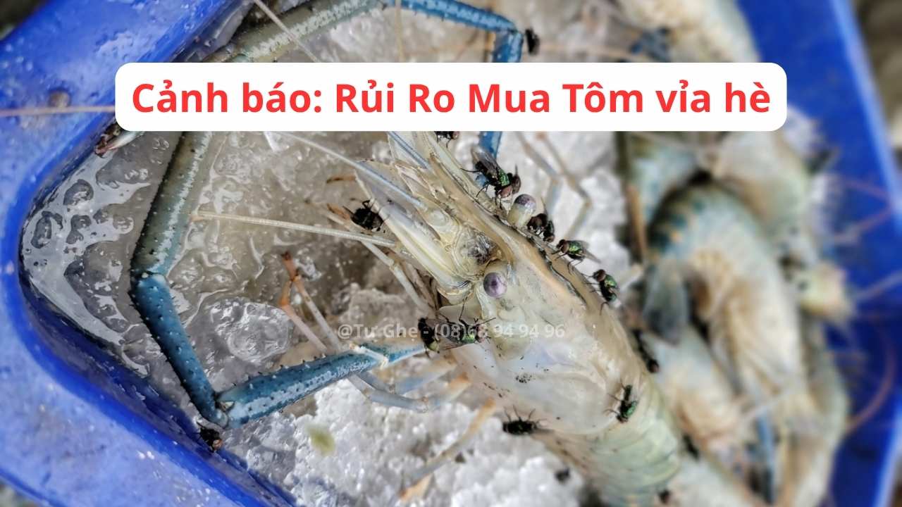 canh-bao-rui-ro-mua-tom-via-he