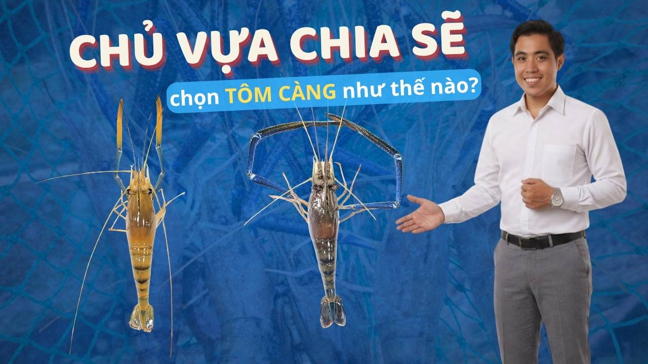 Chủ Vựa Hải Sản Chia Sẻ Cách Chọn Tôm Càng Ngon