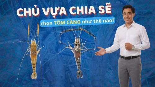 Chủ Vựa Hải Sản Chia Sẻ Cách Chọn Tôm Càng Ngon