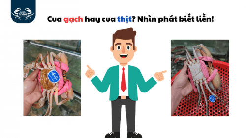 Cua gạch hay cua thịt? Nhìn phát biết liền! Bí quyết chọn cua chuẩn – không sợ mua nhầm