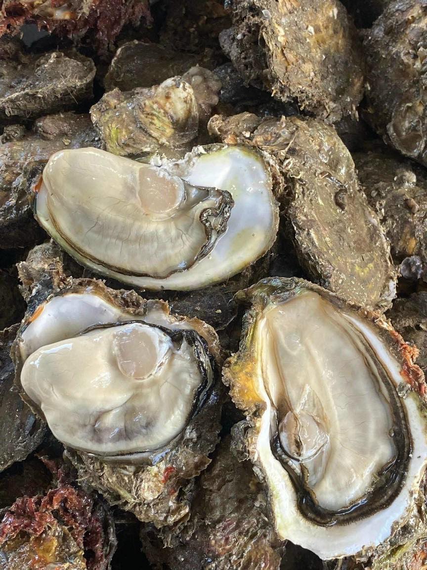 chọn hàu sống chọn hàu sống