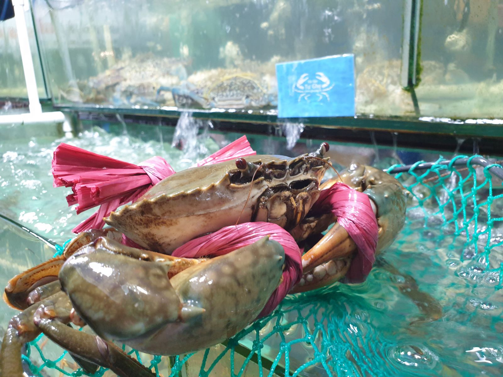 Cua Biển Cà Mau Bao Ăn, Bán Cua Ngon Chắc Thịt | Ghesong.Vn