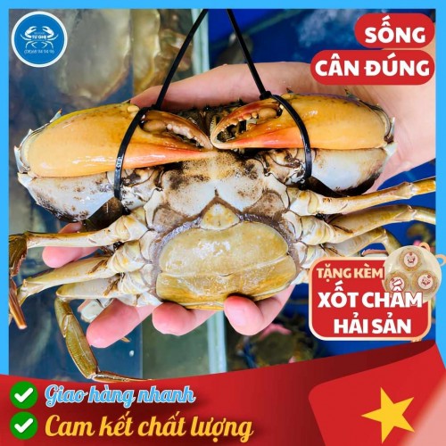 Cua Gạch Son Cà Mau Sống, Size 4/5con Không Dây, Tư Ghẹ Bao Ăn
