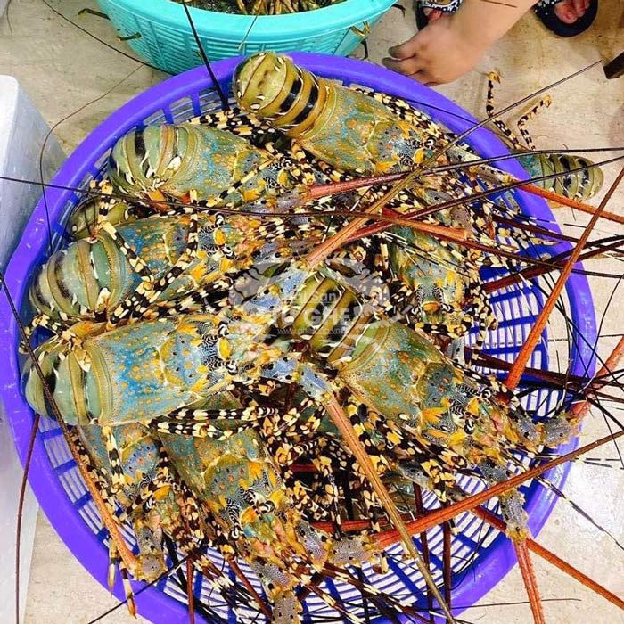 tom-hum-bong-song-tai-ho tom-hum-bong-song-tai-ho