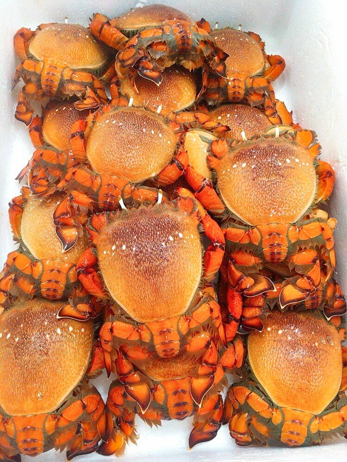 cua-huynh-de-song cua-huynh-de-song