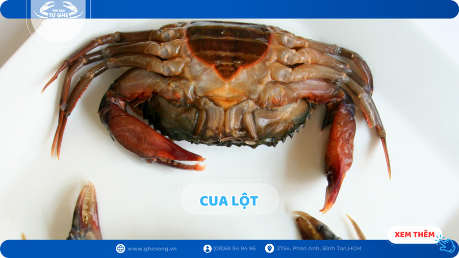 Loại cua Mềm Sụp giá tiền triệu trên ký - Ai cũng tìm mua