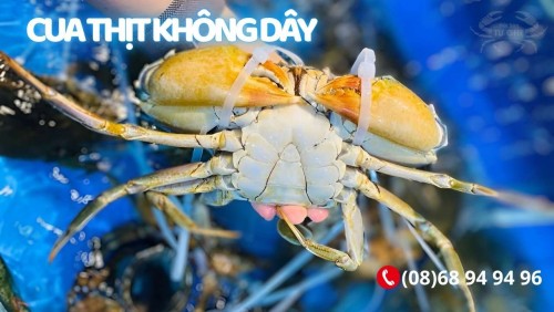 Cua Thịt Cà Mau Không Dây Y3, Y4 Giá Mới Nhất 3/2026 