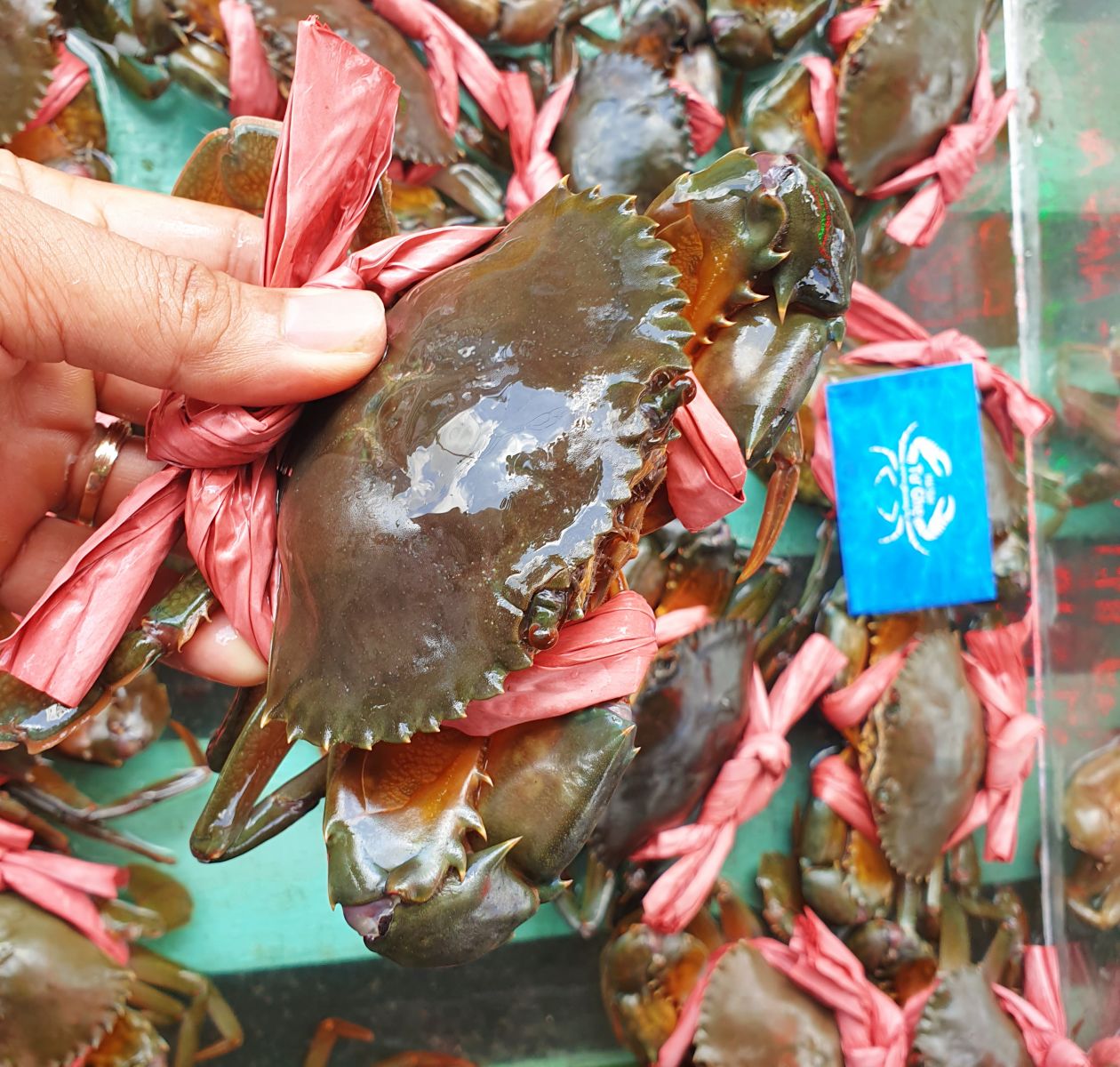 cua-thit-ca-mau-size-4