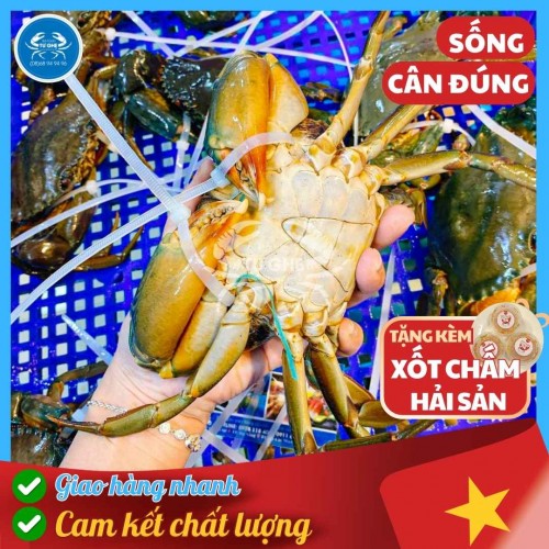 Cua Thịt Cà Mau Sống, Size To 2/3con KG Không Dây, Tư Ghẹ Bao Ăn