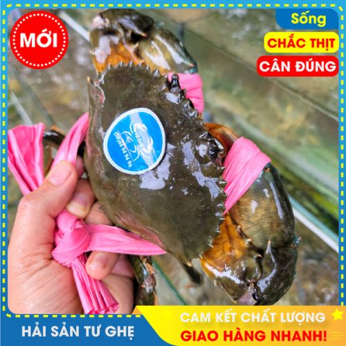 Cua Thịt Cà Mau (size 2-3con/KG) | Bao Ăn