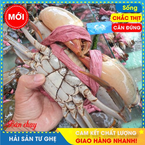 Cua Thịt Cà Mau (size 2-3con/KG) | Bao Ăn