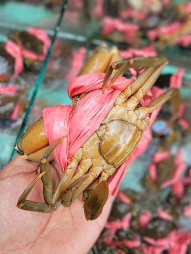 Cua Yếm Vuông: Đặc Sản 