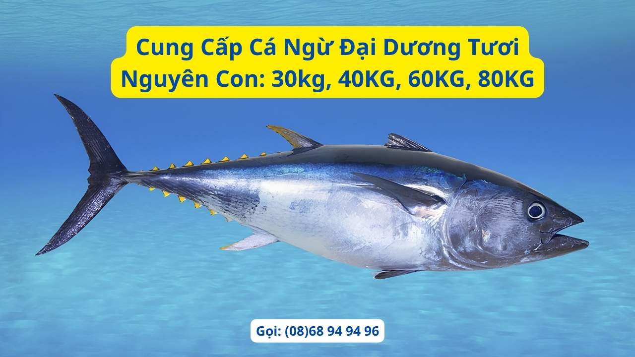 Cung cap ca ngu dai duong nguyen con
