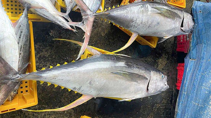 cung-cap-ca-ngu-dai-duong-loai-1